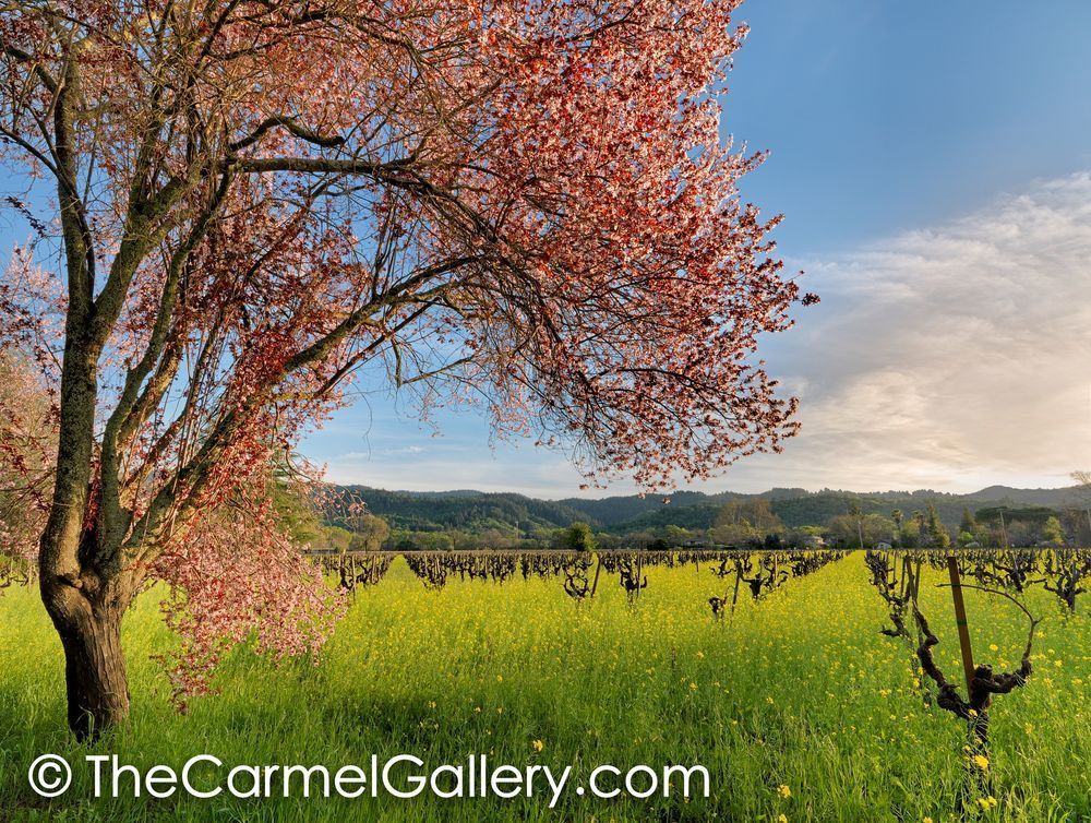 Colors of Spring