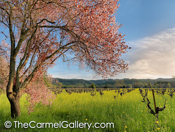 Colors of Spring