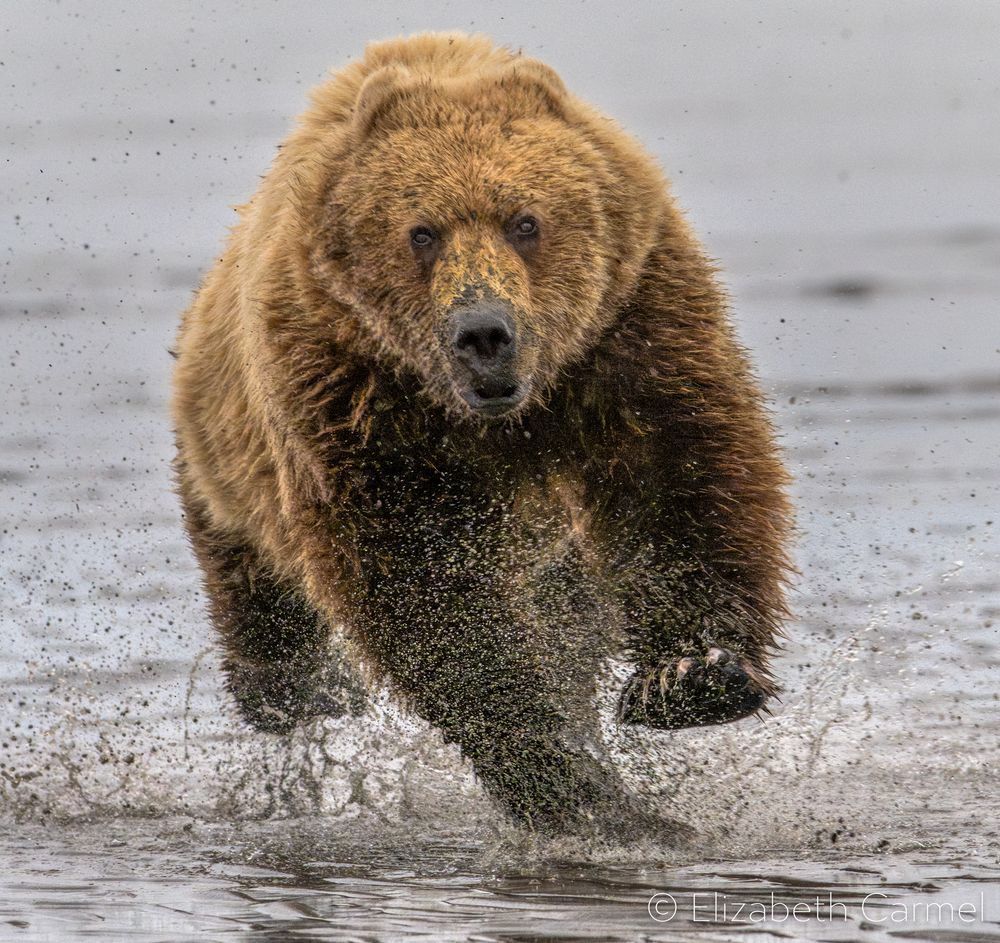 Coastal Grizzly Photography Art | The Carmel Gallery
