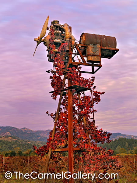 Climbing Vines, Napa Valley