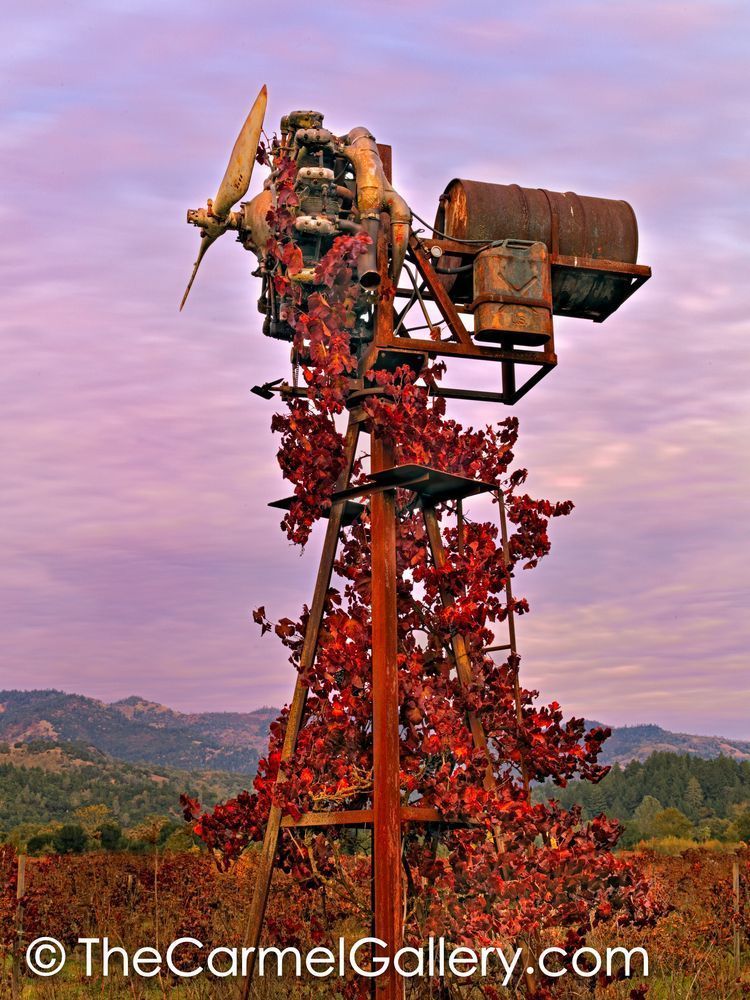 Climbing Vines, Napa Valley