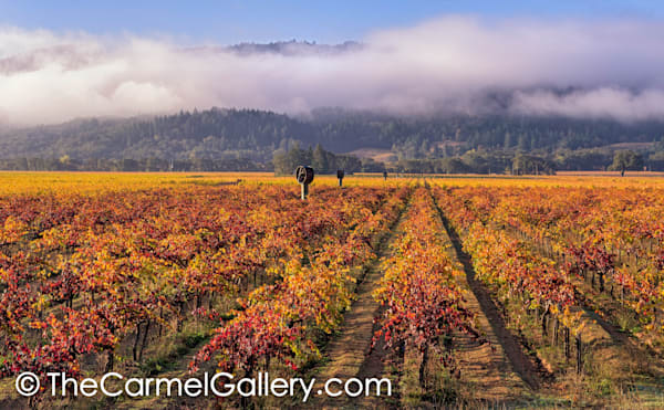 Clearing Storm, Napa Valley
