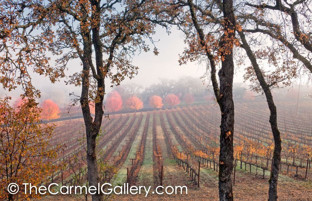 Clearing Fog Wine Country