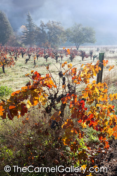 Clearing Fog Napa