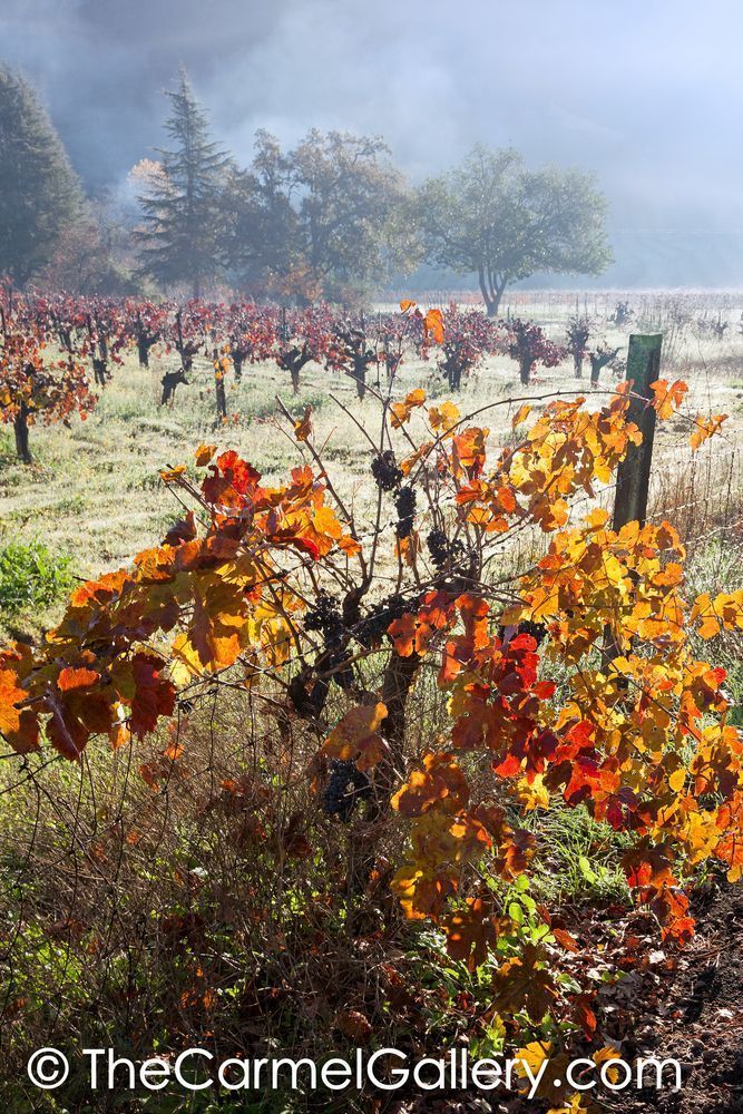 Clearing Fog Napa