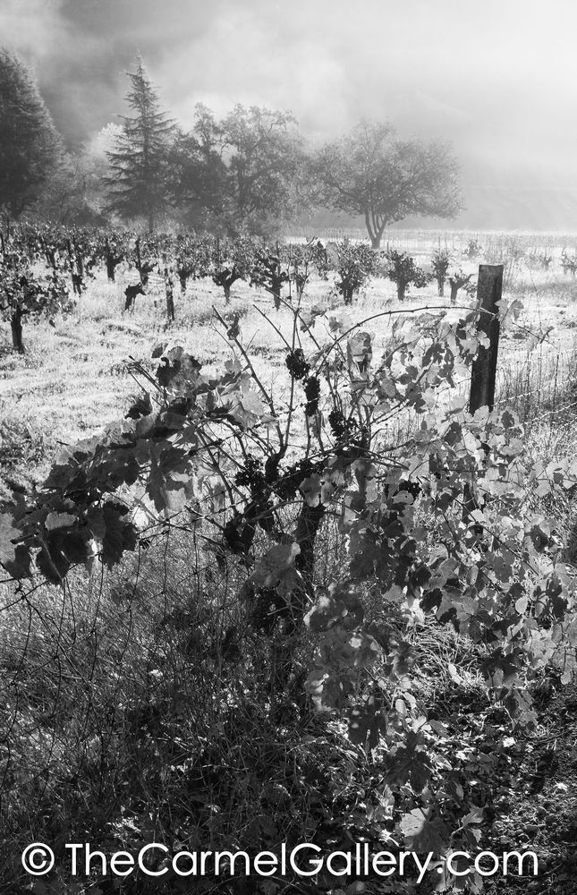Clearing Fog Napa BW