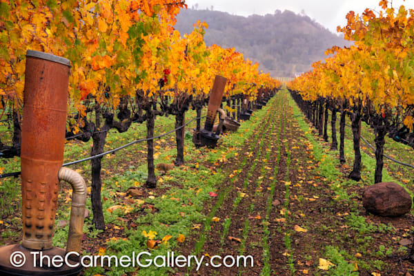 Autumn in Calistoga