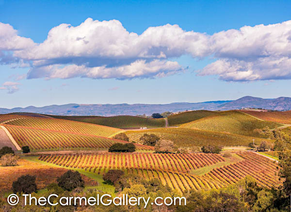 Autumn in the Carneros