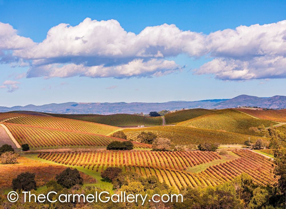 Autumn in the Carneros
