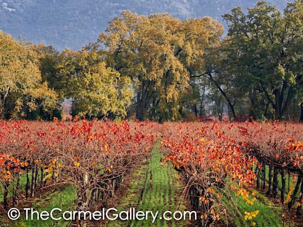 Autumn Oaks & Vines