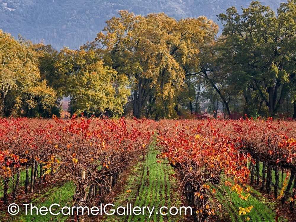 Autumn Oaks & Vines