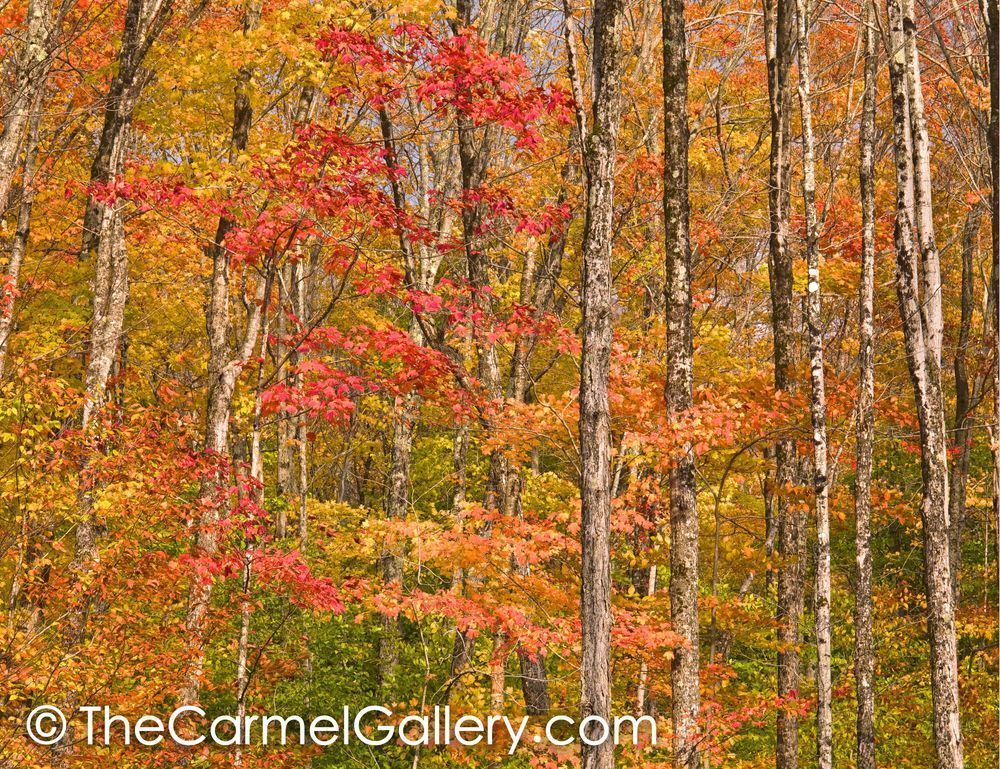 Autumn Collage