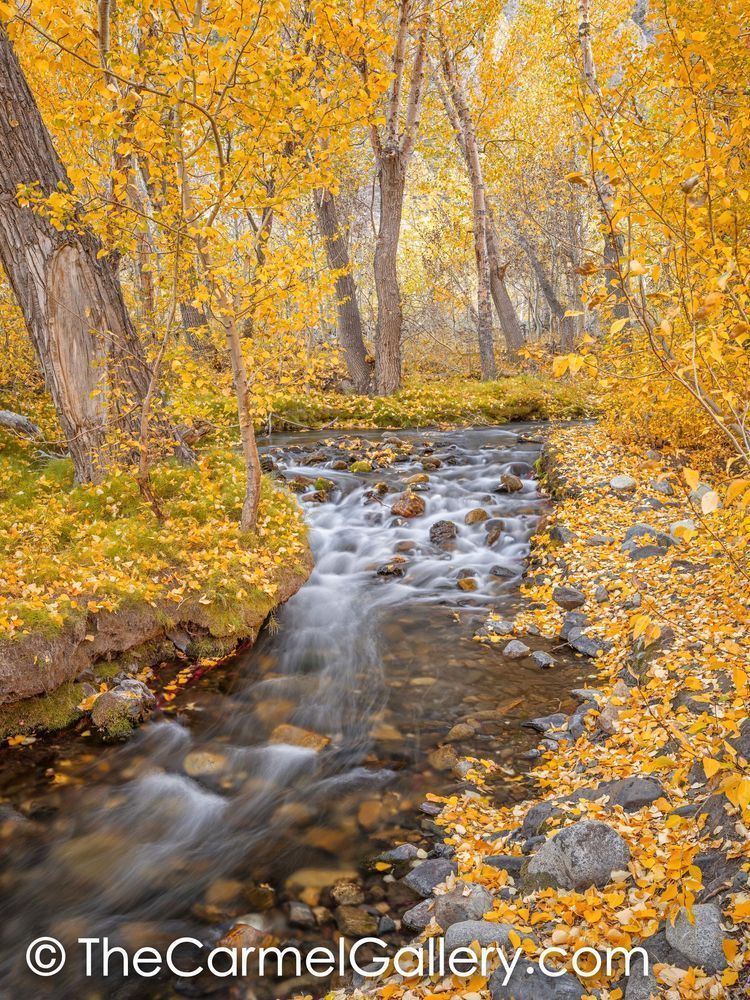 Autumn Cascade