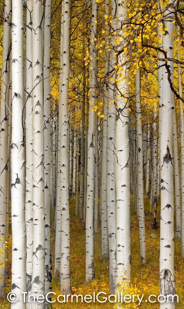 Autumn Aspens