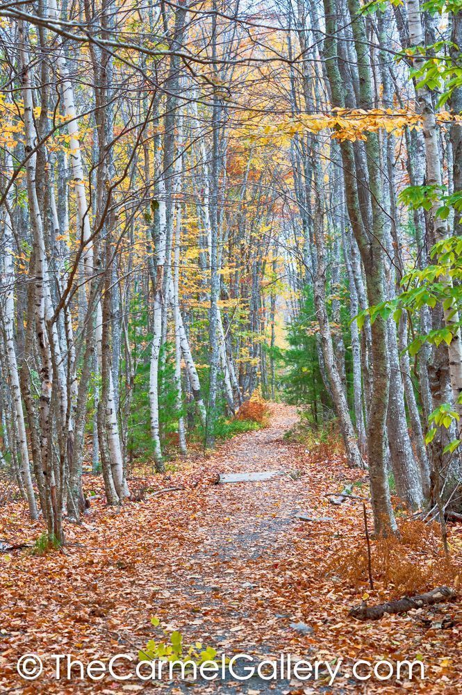 Autumn Grove Path
