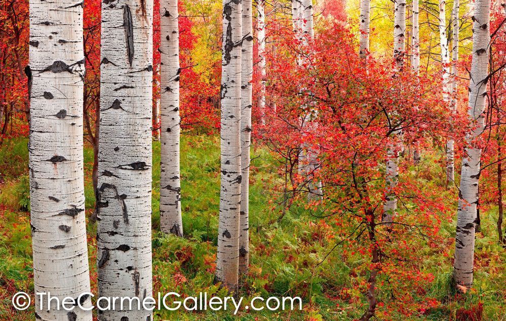 Autumn Grove