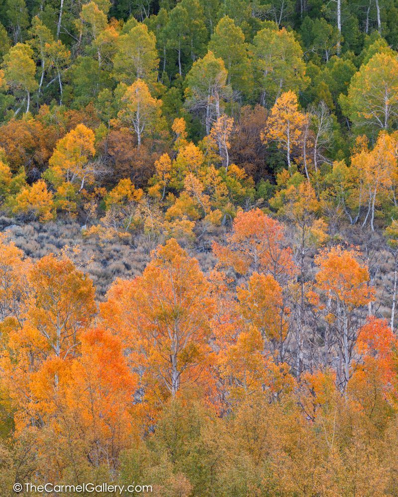 Autumn Glow, HIgh Sierra
