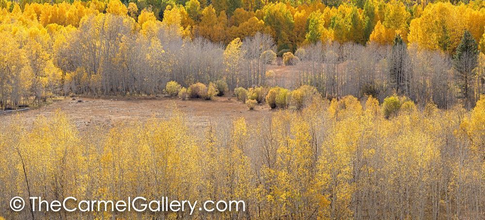 Autumn Gold II