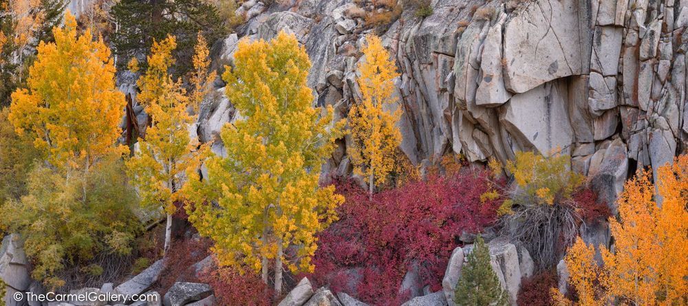 Autumn Garden