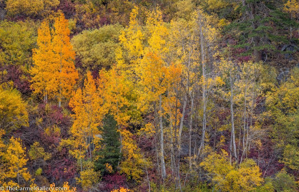 Autumn Gathering Photography Art | The Carmel Gallery