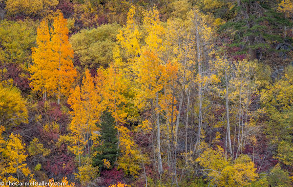 Autumn Gathering Photography Art | The Carmel Gallery