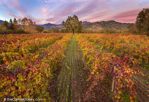 Autumn Dusk, Napa Valley