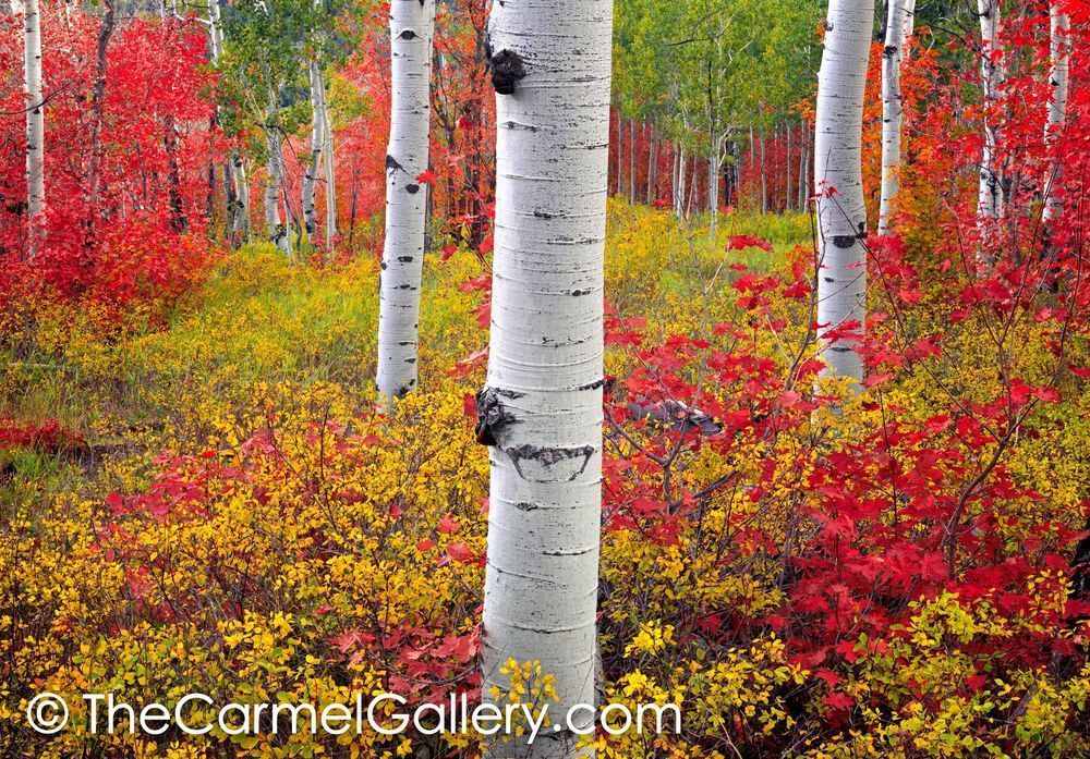 Autumn Explosion