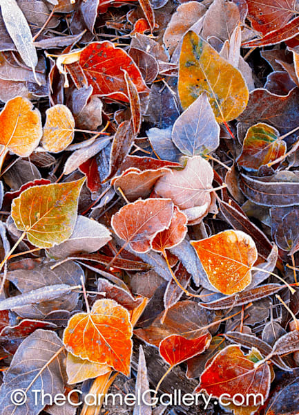 Autumn Frost