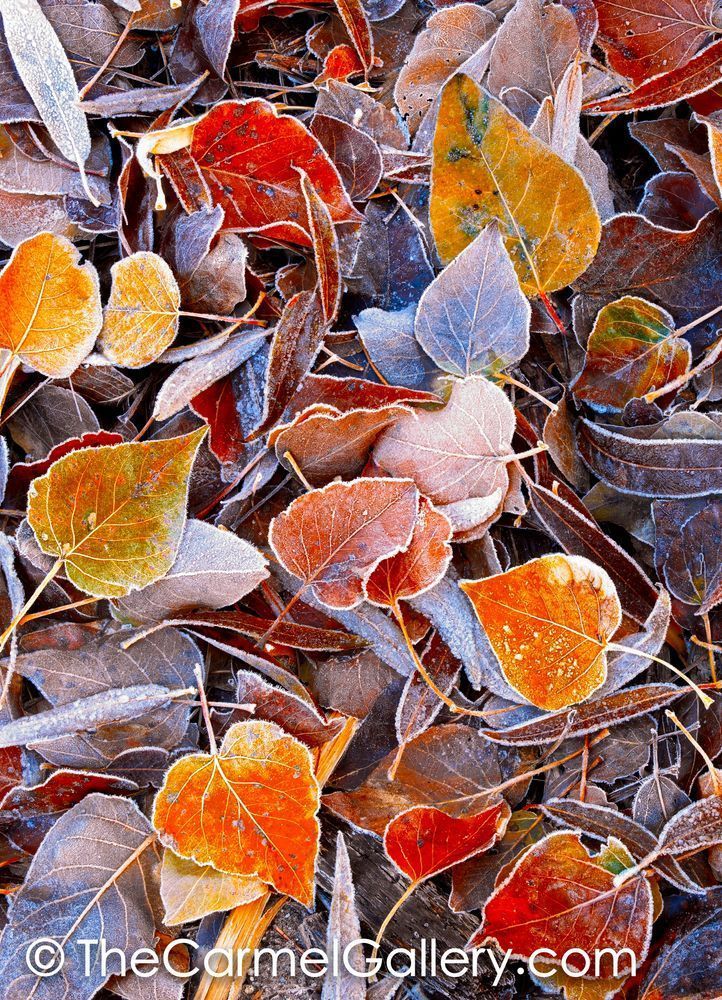 Autumn Frost