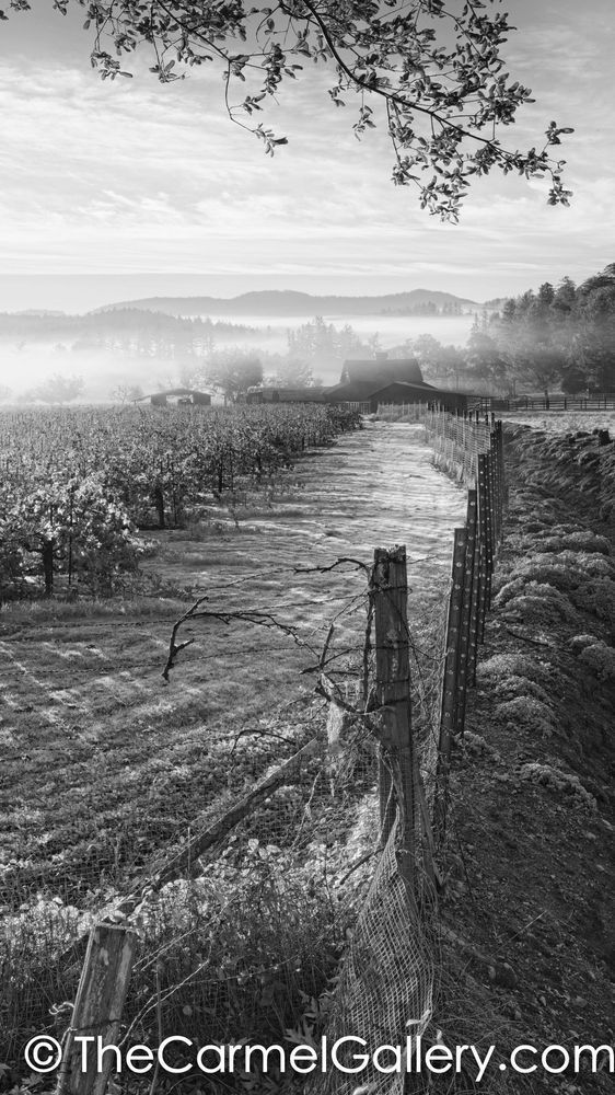 Autumn Frost Napa BW