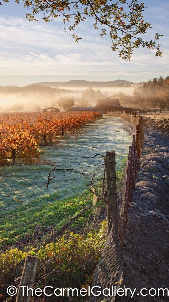 Autumn Frost Napa