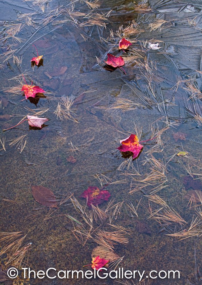Autumn Freeze