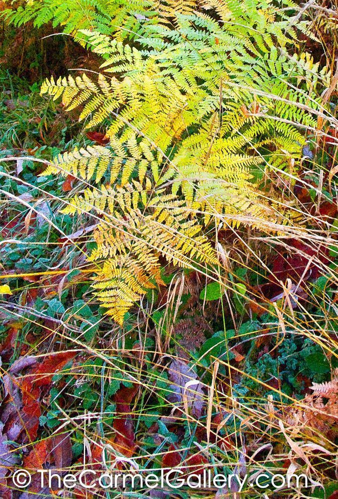Autumn Fern