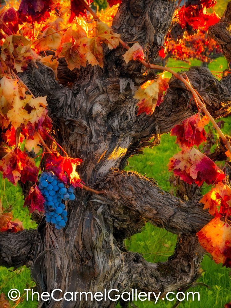 Autumn Harvest