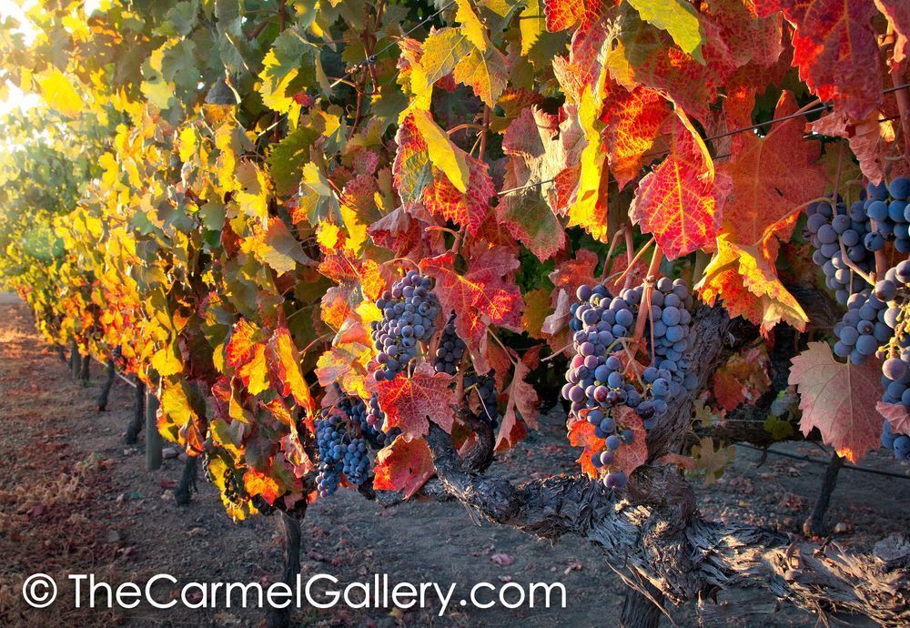 Autumn Harvest