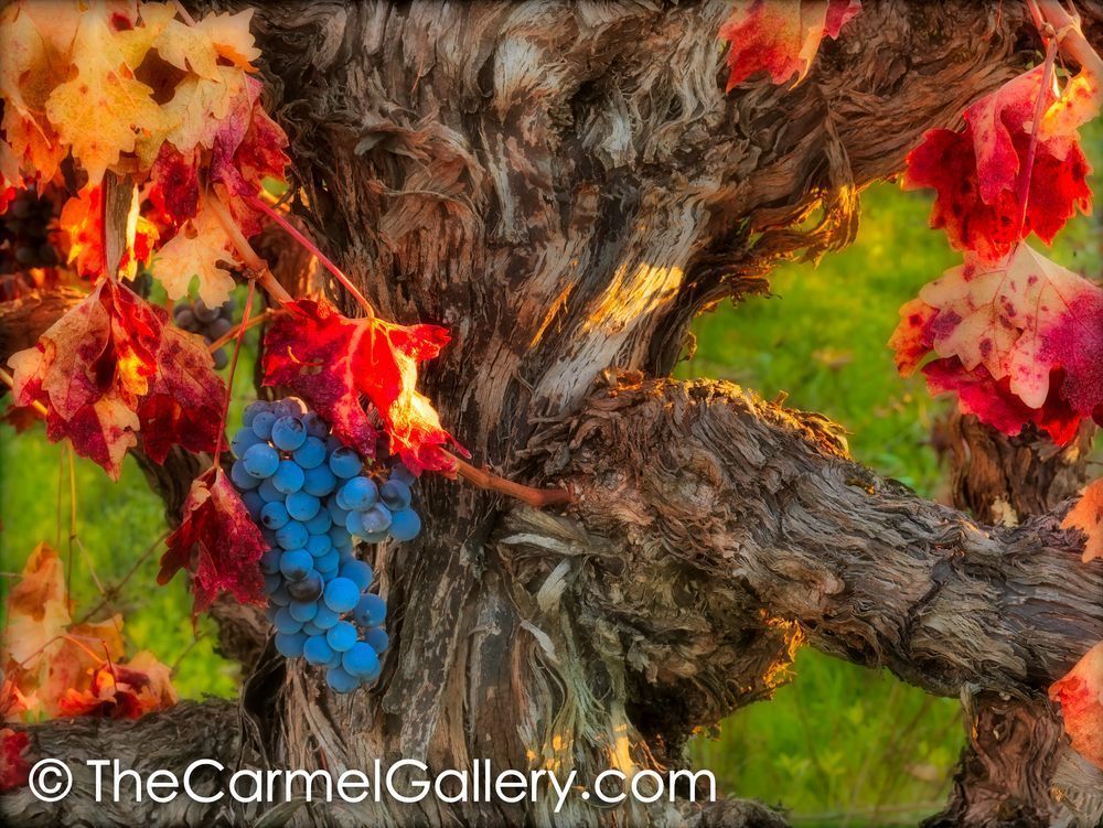 Autumn Harvest Ii Photography Art | The Carmel Gallery