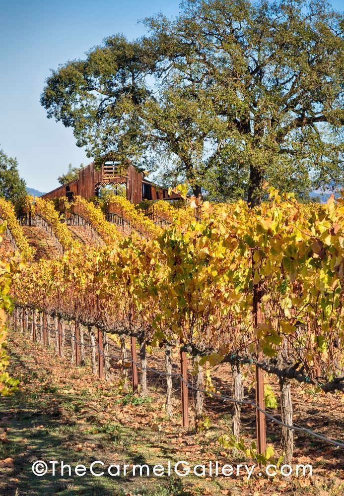 Autumn Old Vineyard Barn Photography Art | The Carmel Gallery
