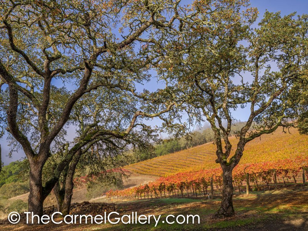 Autumn Oaks