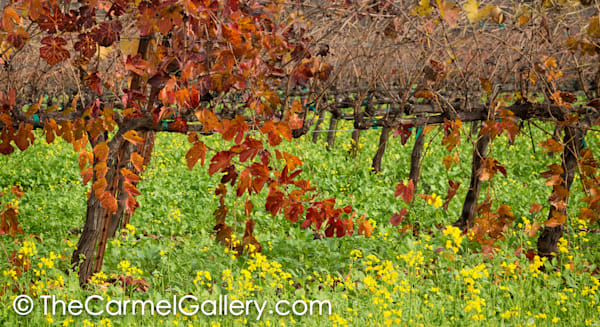 Autumn Leaves and Mustard