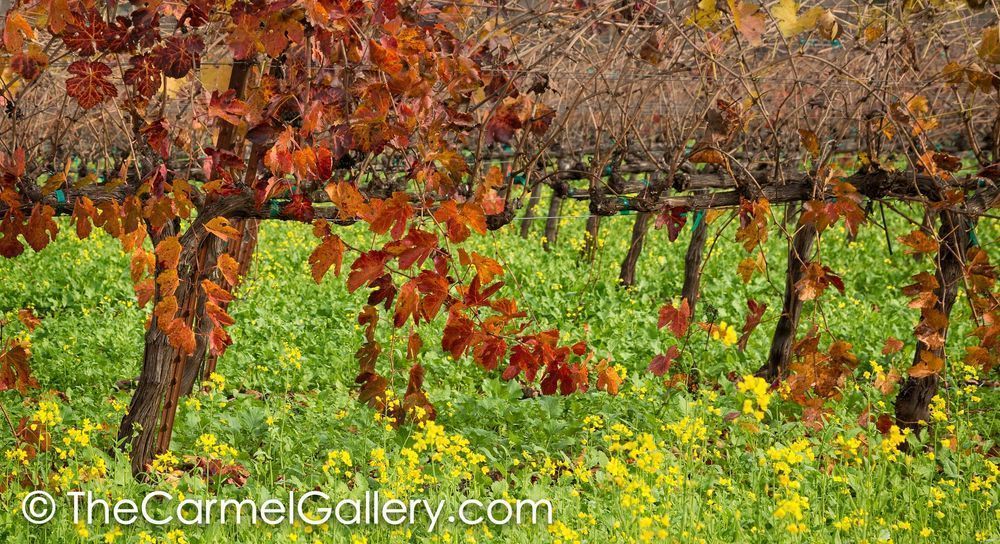 Autumn Leaves and Mustard