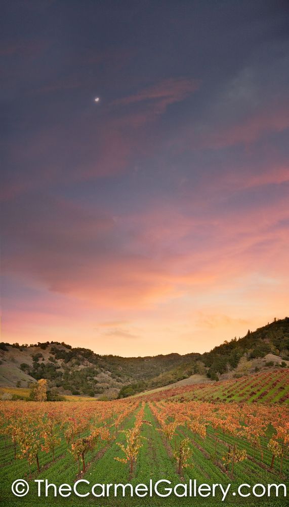 Autumn Moon Napa Valley
