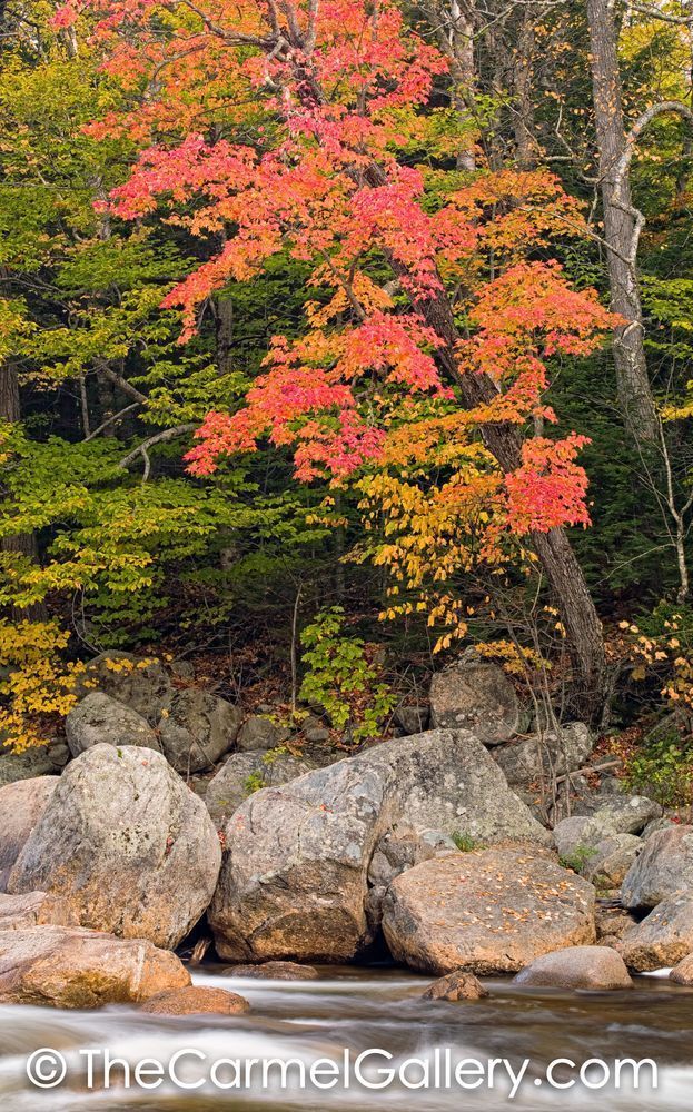 Autumn Maple