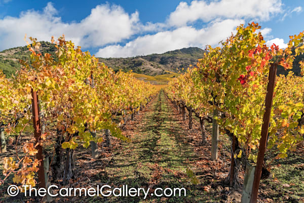 Autumn Sun, Napa Valley
