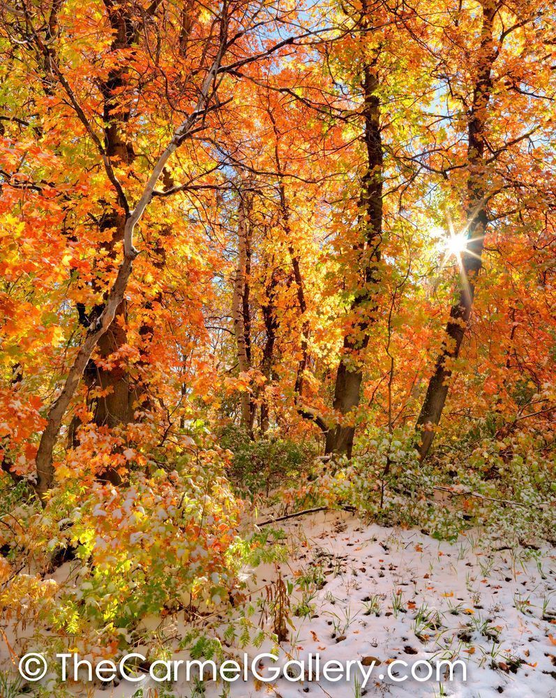 Autumn Sun