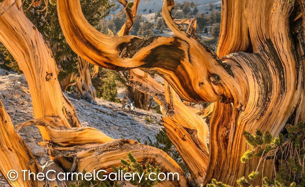 Autumn Sun, Bristlecone Pine