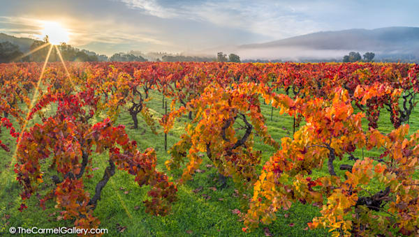 Autumn Sun, Napa Valley