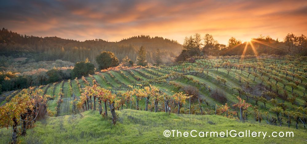 "Autumn Sunset Hans Fahden" | Wine Country fine art photography prints by Olof Carmel, The Carmel Gallery