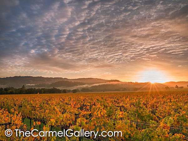 Autumn Sunrise, Napa Valley