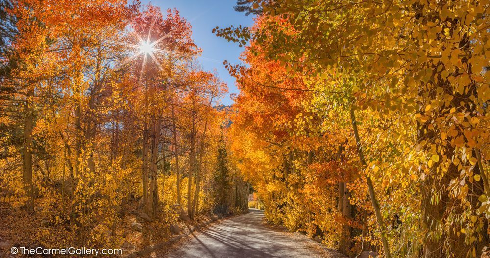 Autumn Star