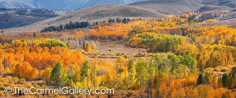 Autumn Panorama